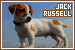 Jack Russell Terriers (Parsons Russell Terriers)