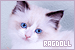 Cats: Ragdoll