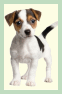 Dogs: Jack Russell Terriers (Parson Russell Terriers)