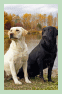 Dogs: Labrador Retrievers